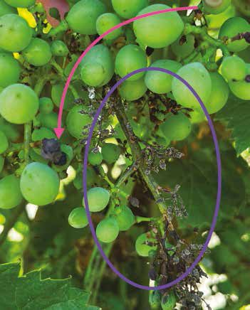 Feketerothadás és szőlőperonoszpóra vegyes fertőzése egyfürtön belül:pink-feketerothadás; kék-peronoszpóra