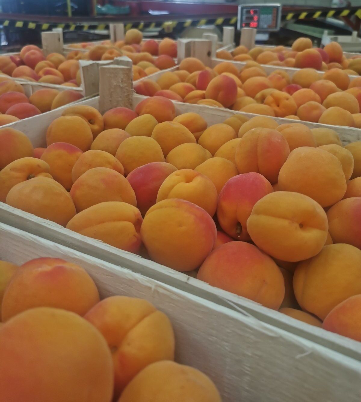 Jó piacokra sikerült betörni a kajszival