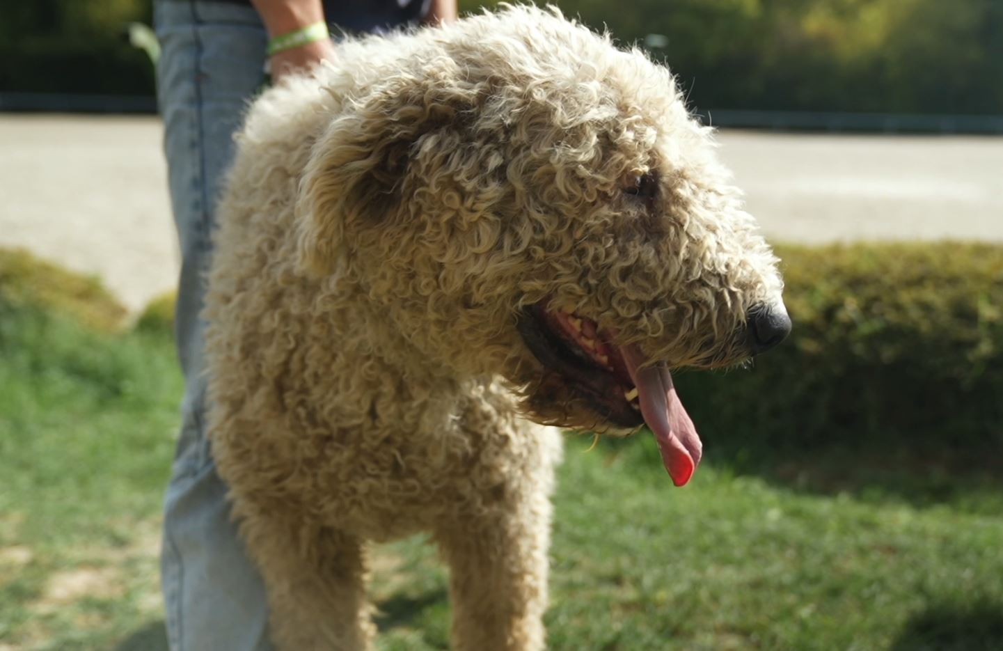 Komondor