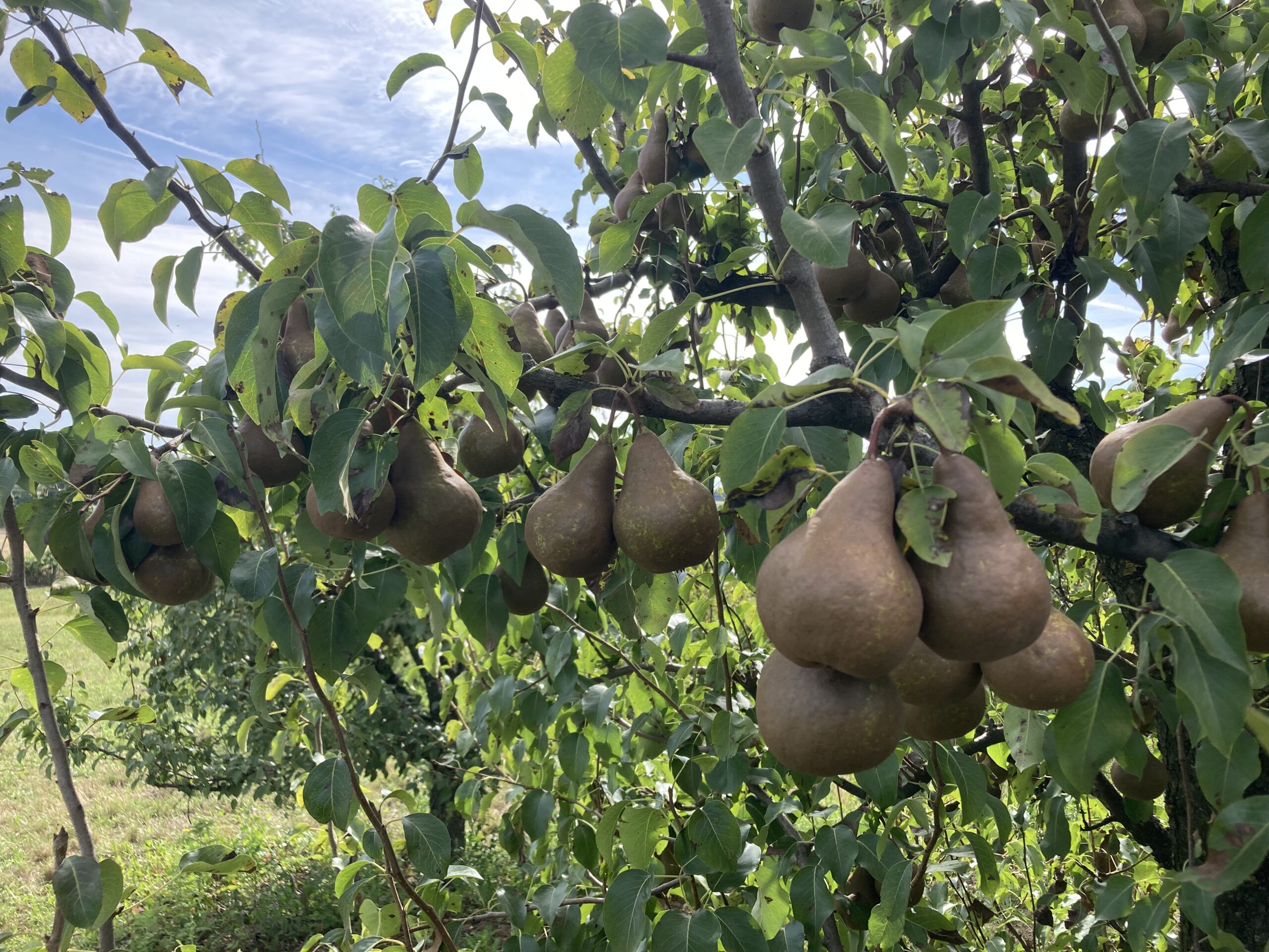 Szaktanácsadók segítik, hogy jóminőségű és bő legyen a termés