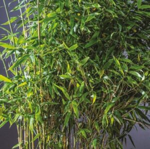 Középtermetű fajta a Fargesia murielae Silver Bird