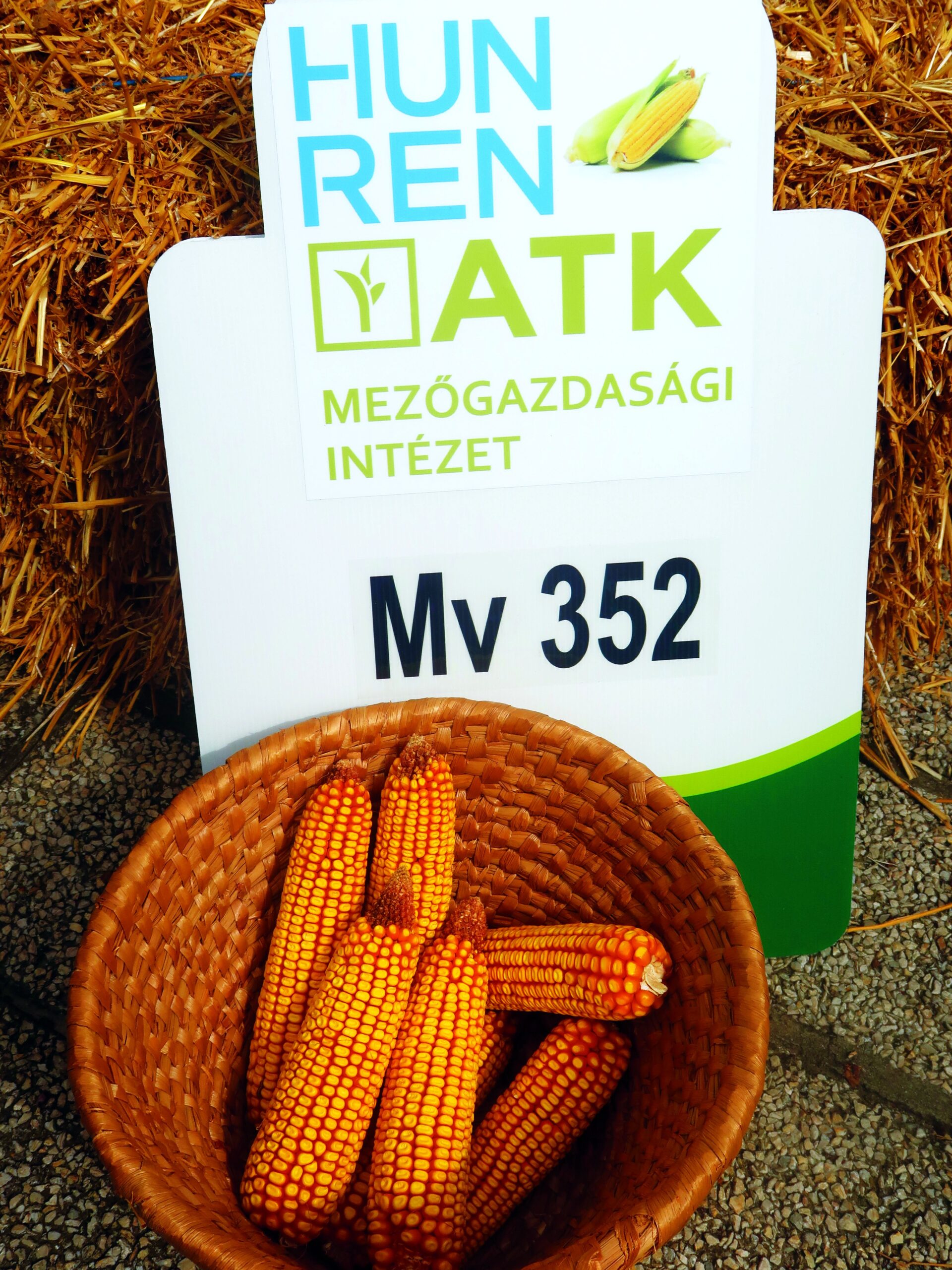 Generatív hibrid, rendkívül aszálytűrőaz Mv 352