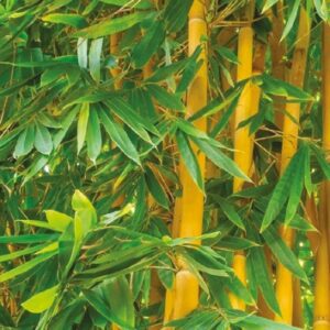 A hajtások és a beérett szárak színe különböző lehet