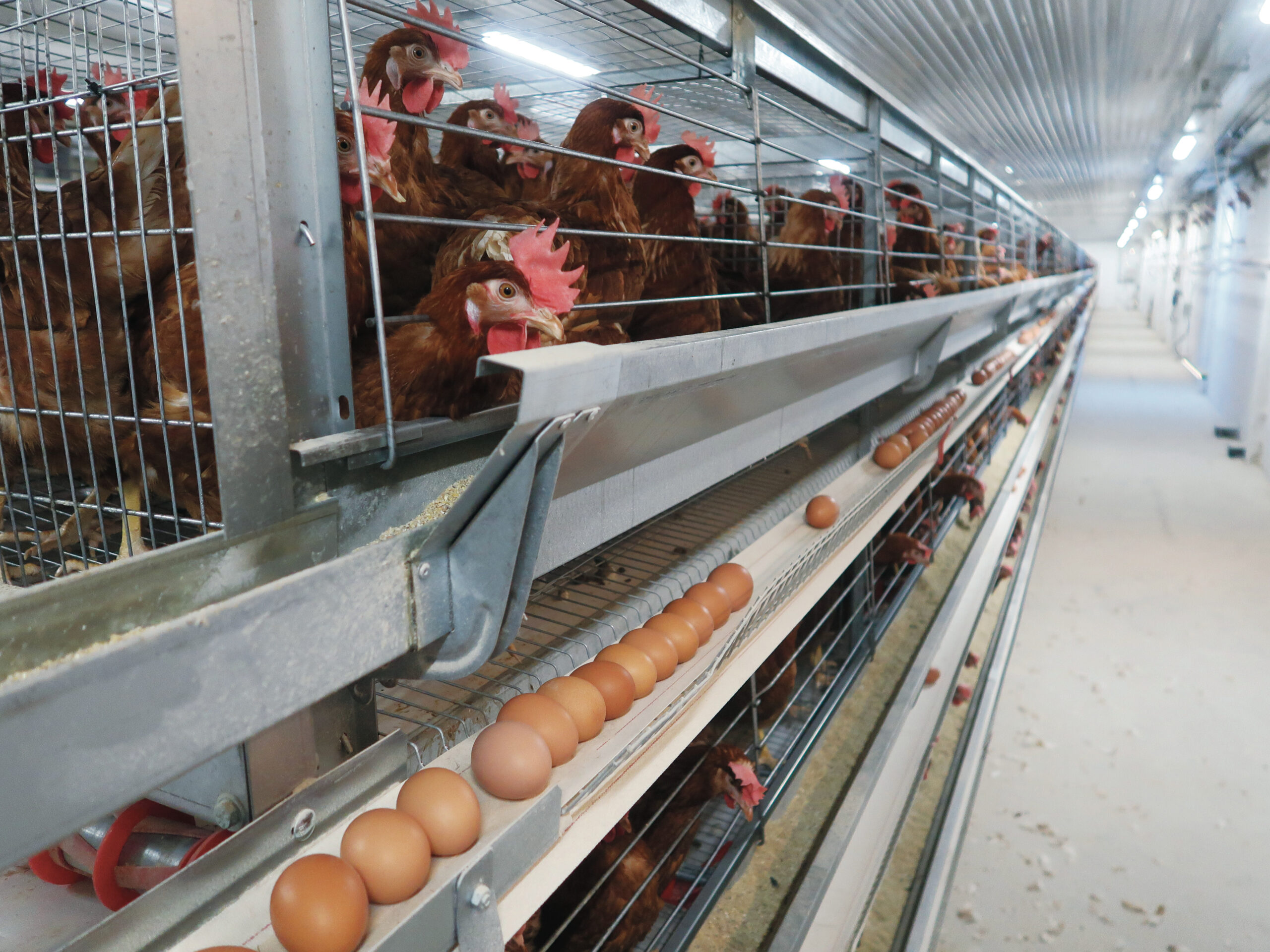 A ketreces tojótartás a legeredményesebb