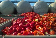 Szabadföldön jórészt már csak a feldolgozóipari céltermeltetés marad