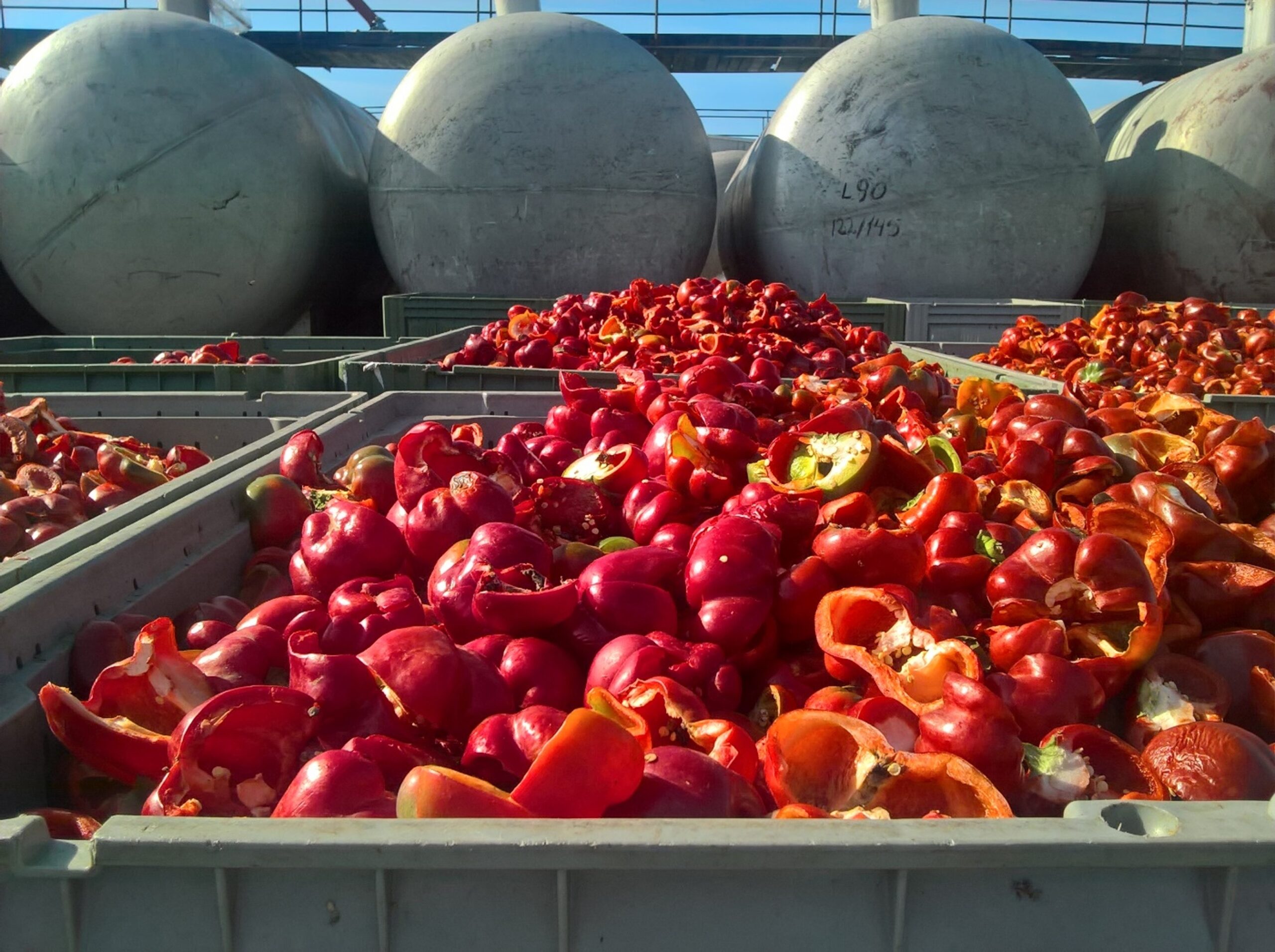 Szabadföldön jórészt már csak a feldolgozóipari céltermeltetés marad