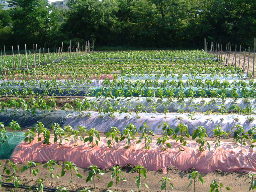 A talajtakaró fólia fontos eszközea gyomszabályozásnak, azonban a színétől és anyagától függő mértékben tovább melegítheti a talajt