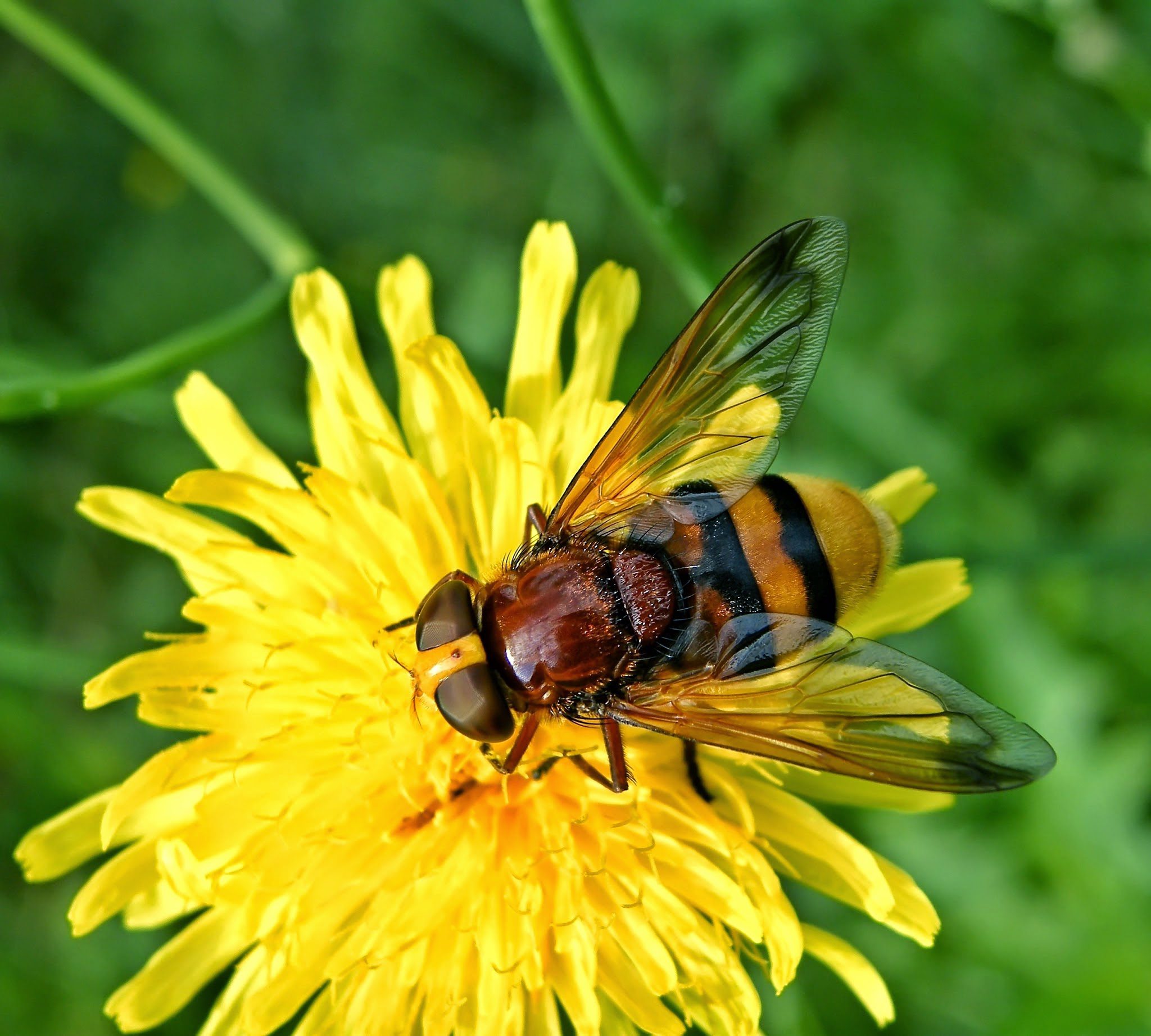 Kétöves pihelégy (Volucella zonaria) gyemeklácfű virágán