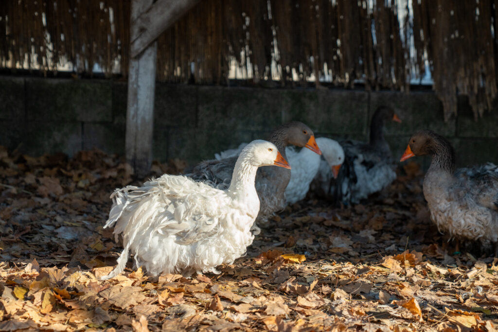 az udvar egyik dísze, a fodrostollú magyar lúd (Fotó: Bokor Ádám)