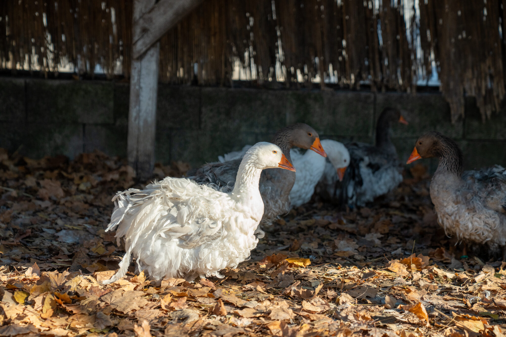 Fodrostollú magyar lúd Fotó: Bokor Ádám