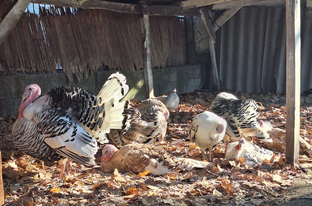 Az udvar ékességei a különböző pulykafajták (Fotó: Baklanov Szandra)