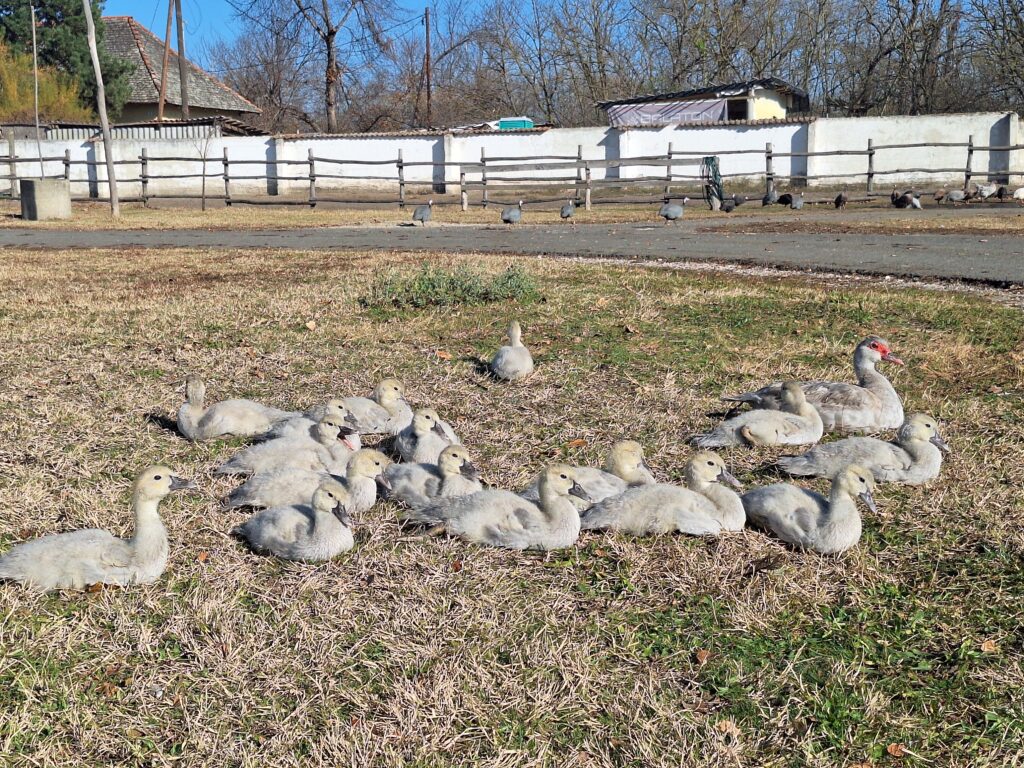 pézsmakacsa (Fotó: Baklaov Szandra)