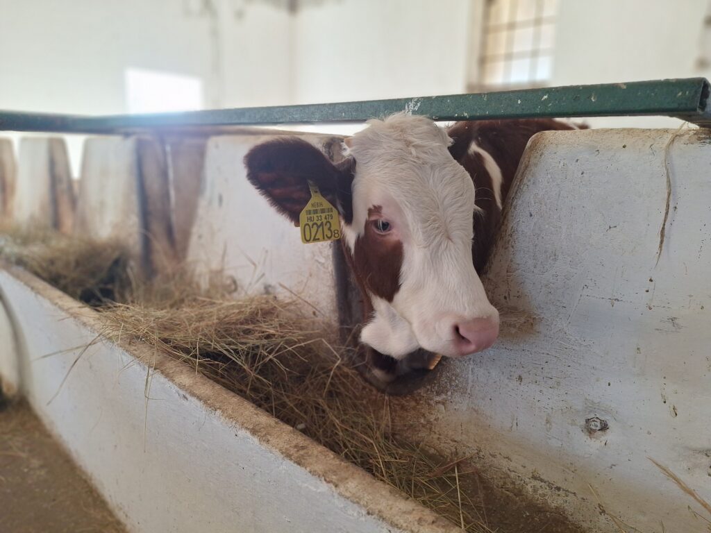 magyar tarka szarvasmarha (Fotó:Baklanov Szandra)