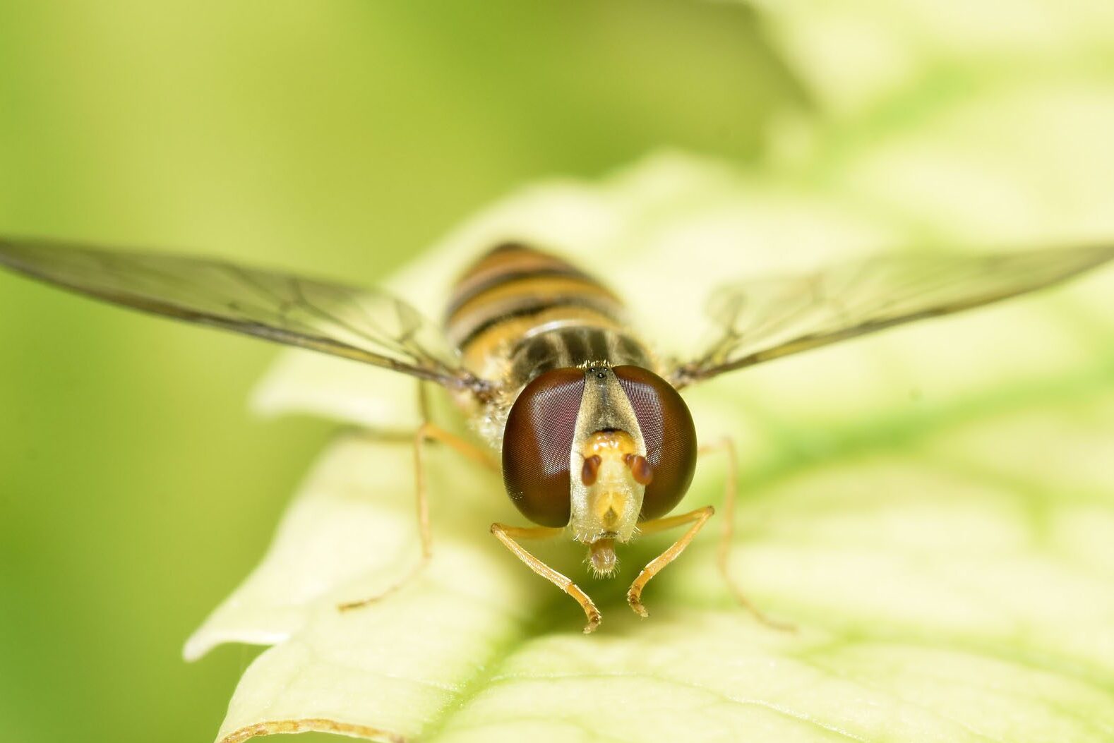 3. Fotó Ékfoltos zengőlégy