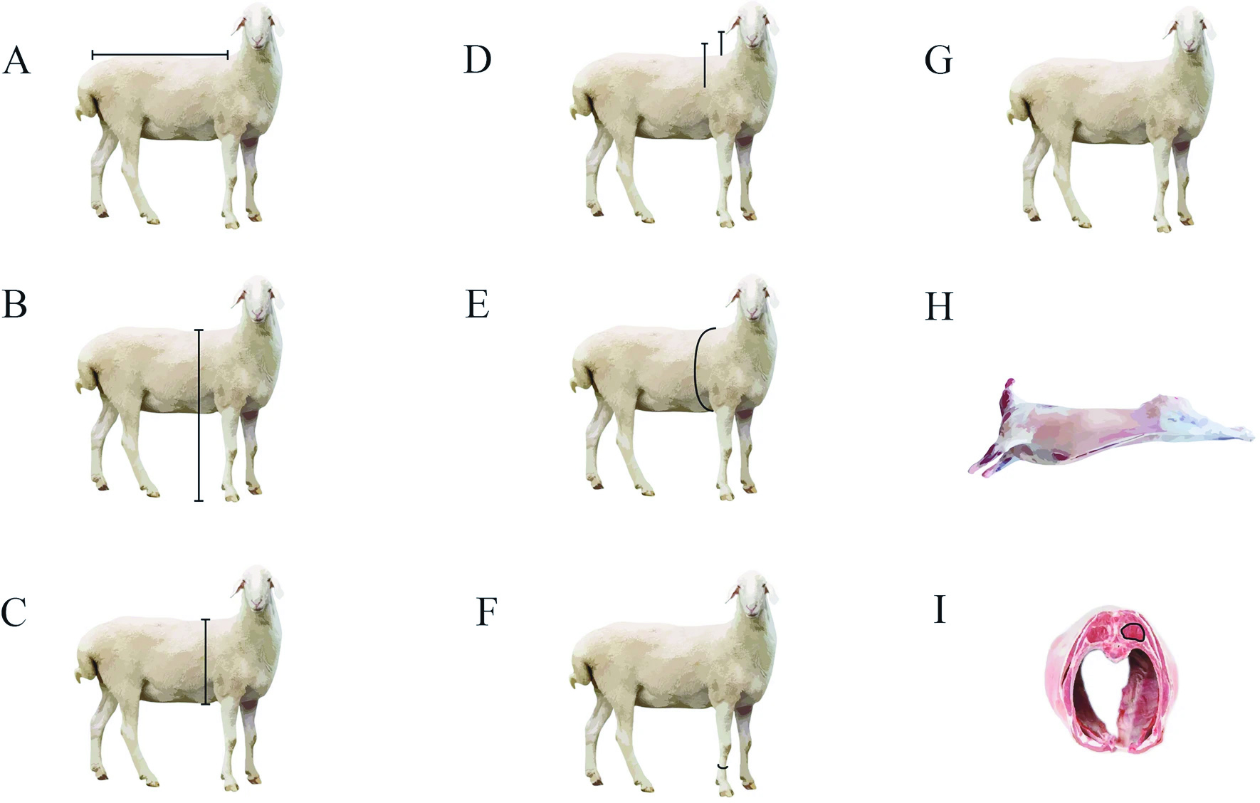 A növekedési erély és a vágási kihozatal sematikus diagramja A: testhossz, B: testmagasság, C: mellkas mélysége, D: mellkas szélessége, E: mellkas kerülete, F: törzskerület, G: élősúly, H: hasított test súlya, I: hátzsír vastagsága és a gerinc menti hosszú hátizom területe (Forrás: www.nature.com, Weighted gene co-expression network analysis reveals genes related to growth performance in Hu sheep) 