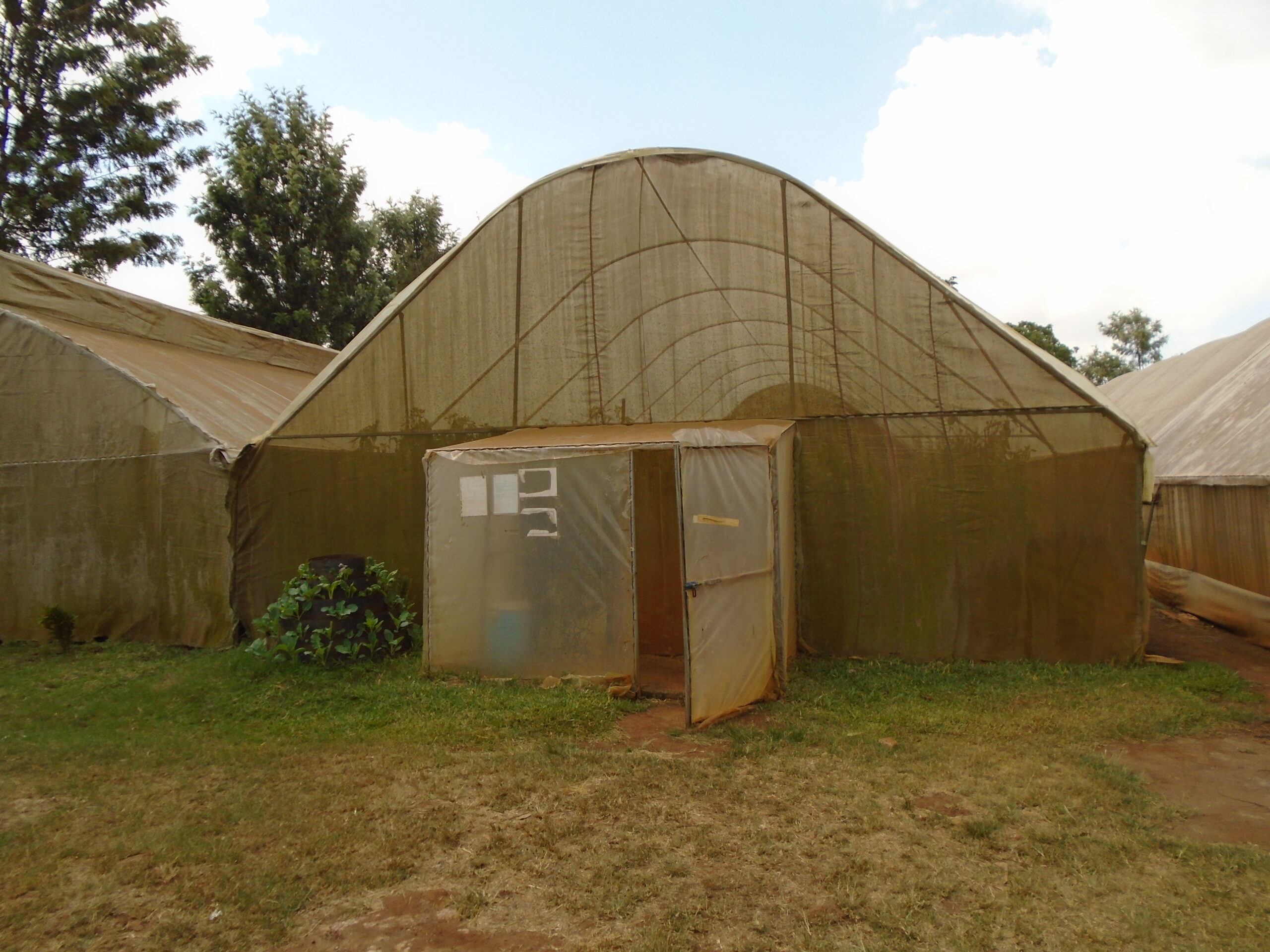 Vektorhálóval borított low-techtermesztőberendezés Kenyában