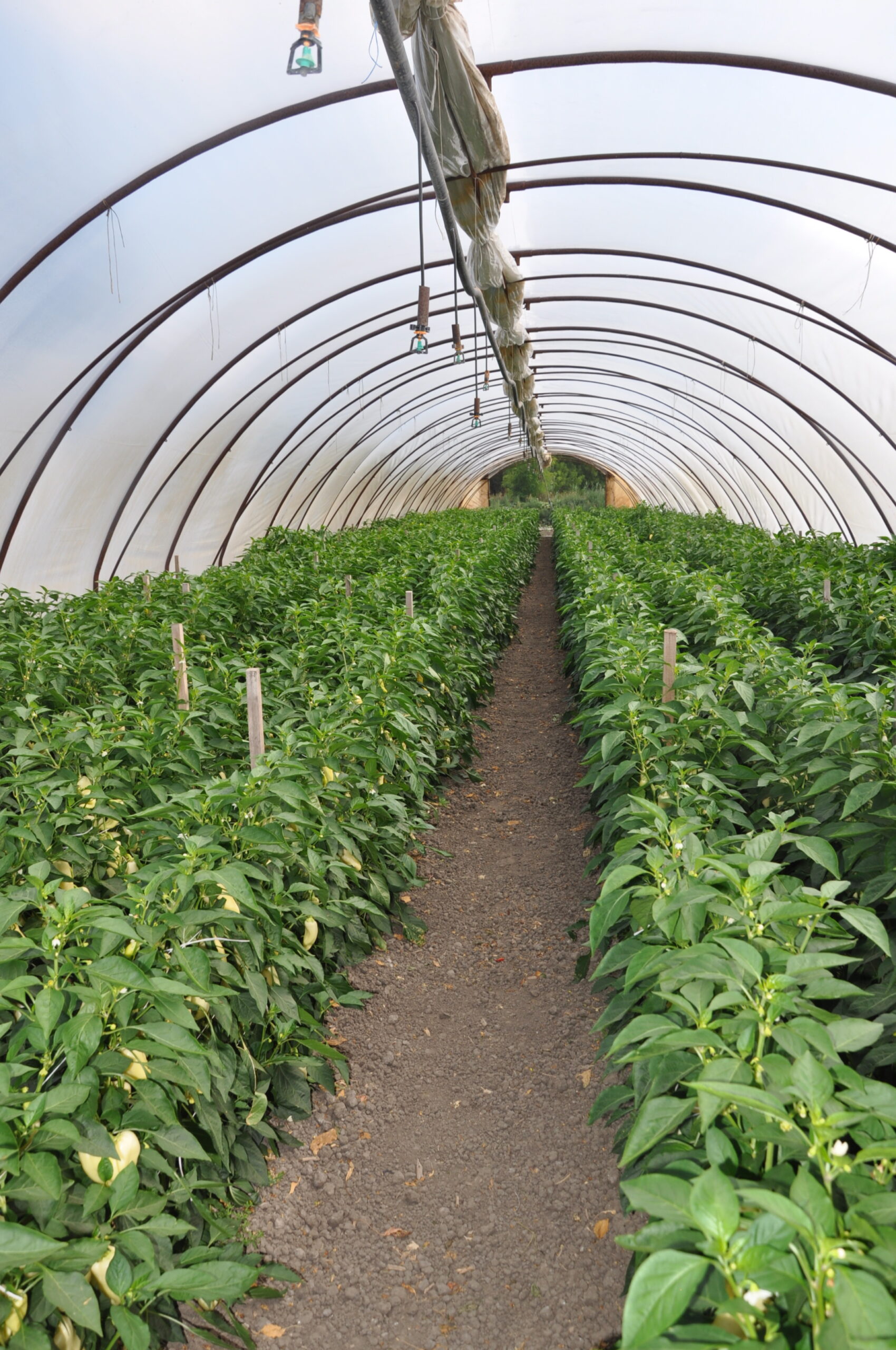 A hidegfóliákban felső öntözésseljavítható a mikroklíma