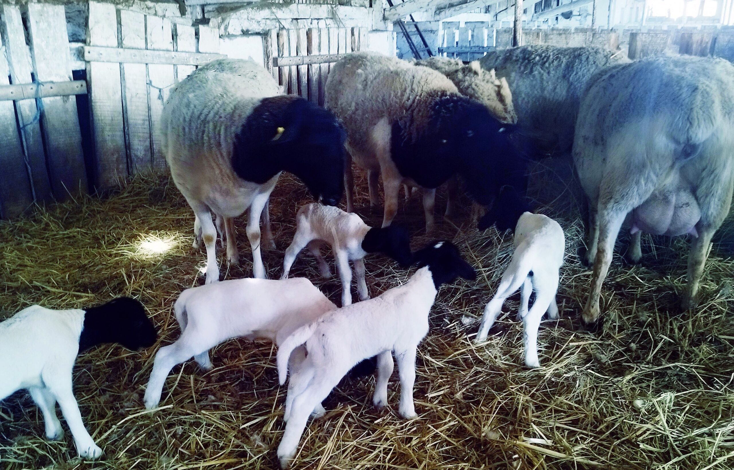 A PLAG1 génhez kapcsolódó SNP-variáns a Dorper juhoknál is magasabb előfordulásiarányú