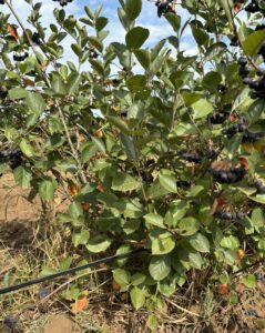 Már az első évben terem a fekete berkenye