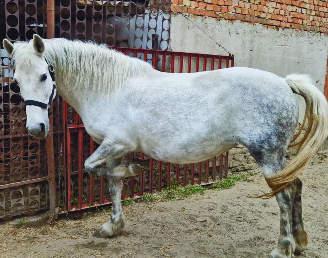 A valóra vált álmom – almásderes lovam, Dáma