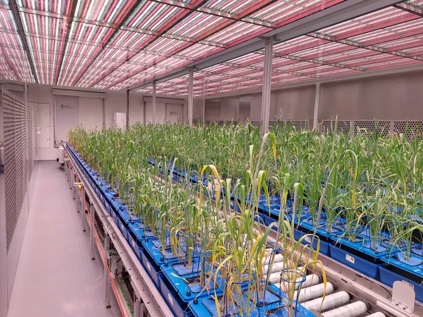 ATK_szarazsagturo_buza_szarazsagturesi_kiserlet_focuspointscale_w856_fx0_fy0