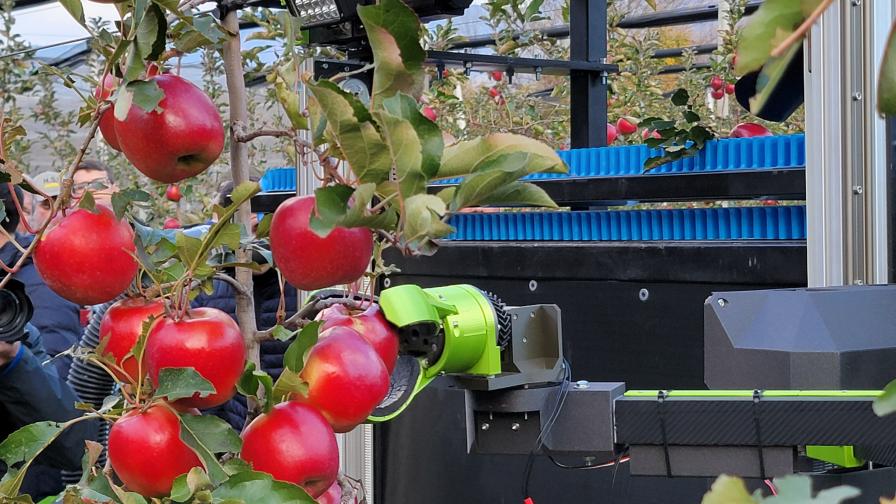 A szedőujjas megoldásoknál a gyümölcssérüléskivédése a fejlesztői feladat