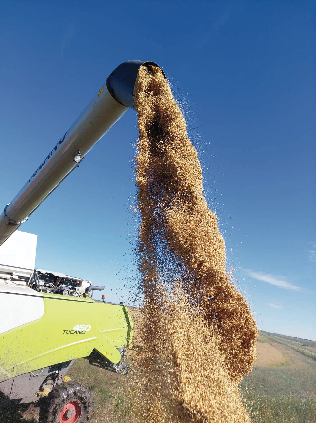 A rizs betakarítását a szemek 23-25százalékos nedvességtartalmánál lehet megkezdeni