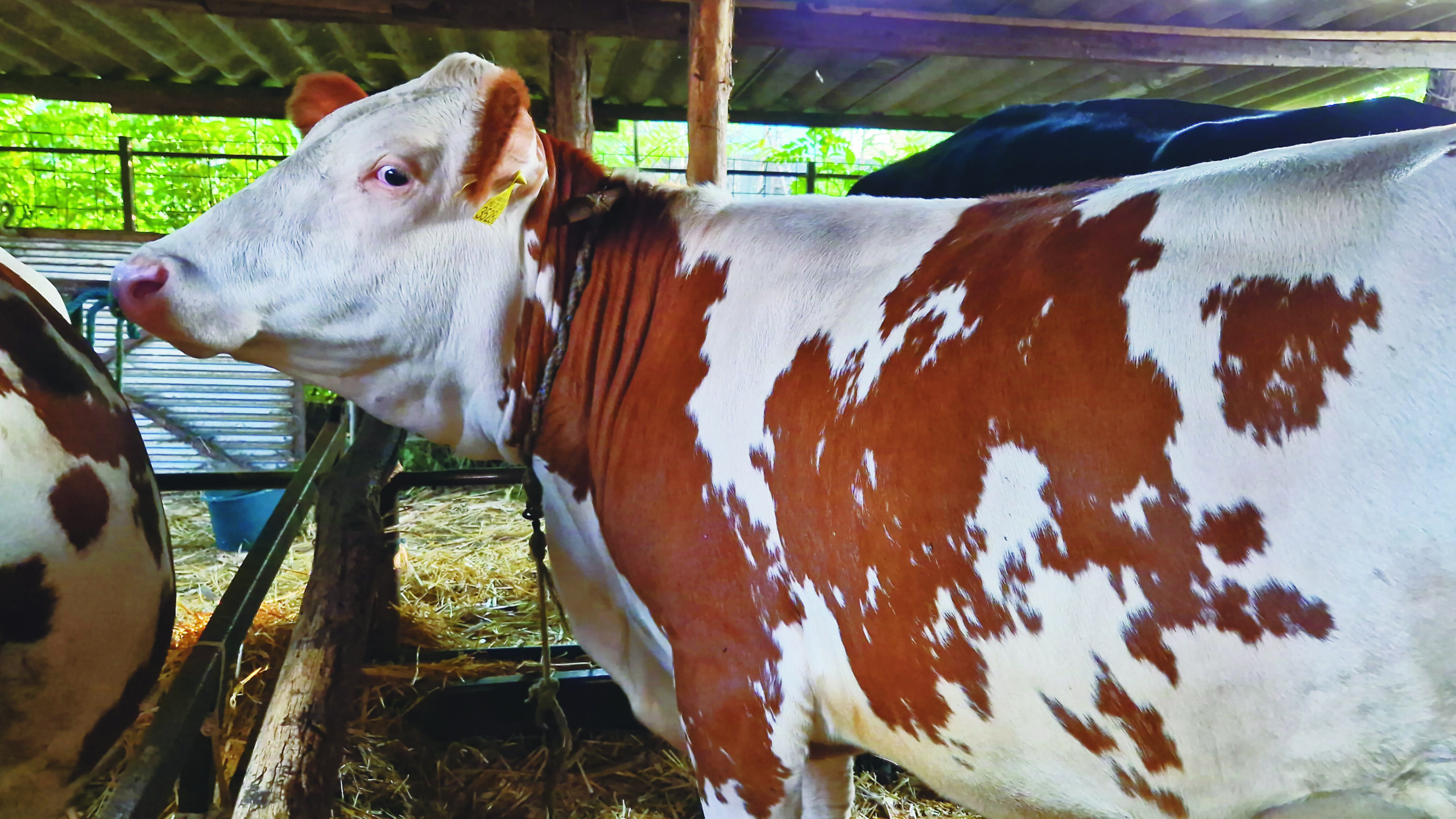 Brenda - ha lenne kedvenc üszőm, ő lenne az