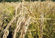 A Nagykun 2000 Mg. Zrt.-ben 1 hektár rizs termelési költsége 800 000 forint körül alakul