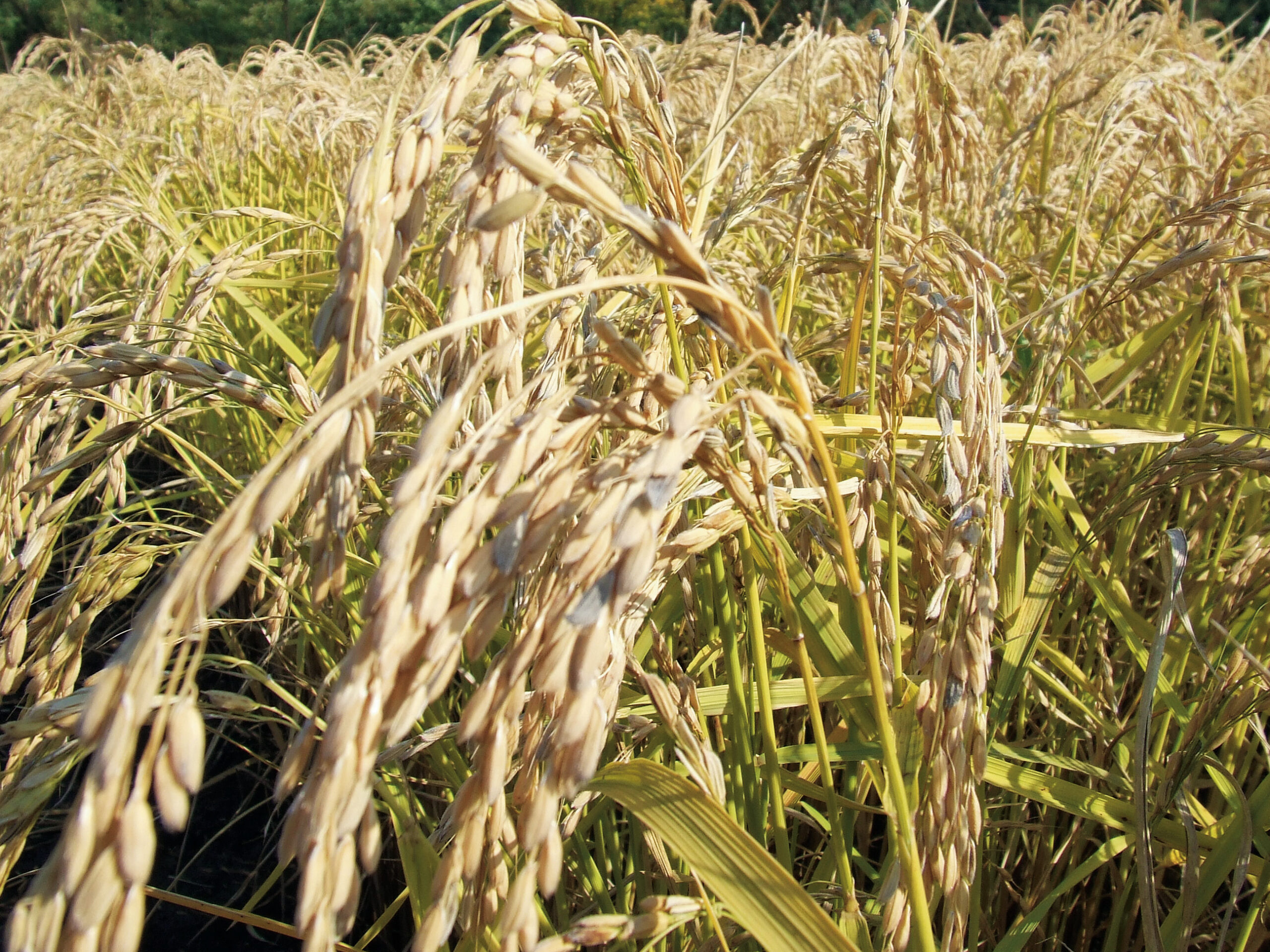 A Nagykun 2000 Mg. Zrt.-ben 1 hektár rizs termelési költsége 800 000 forint körül alakul