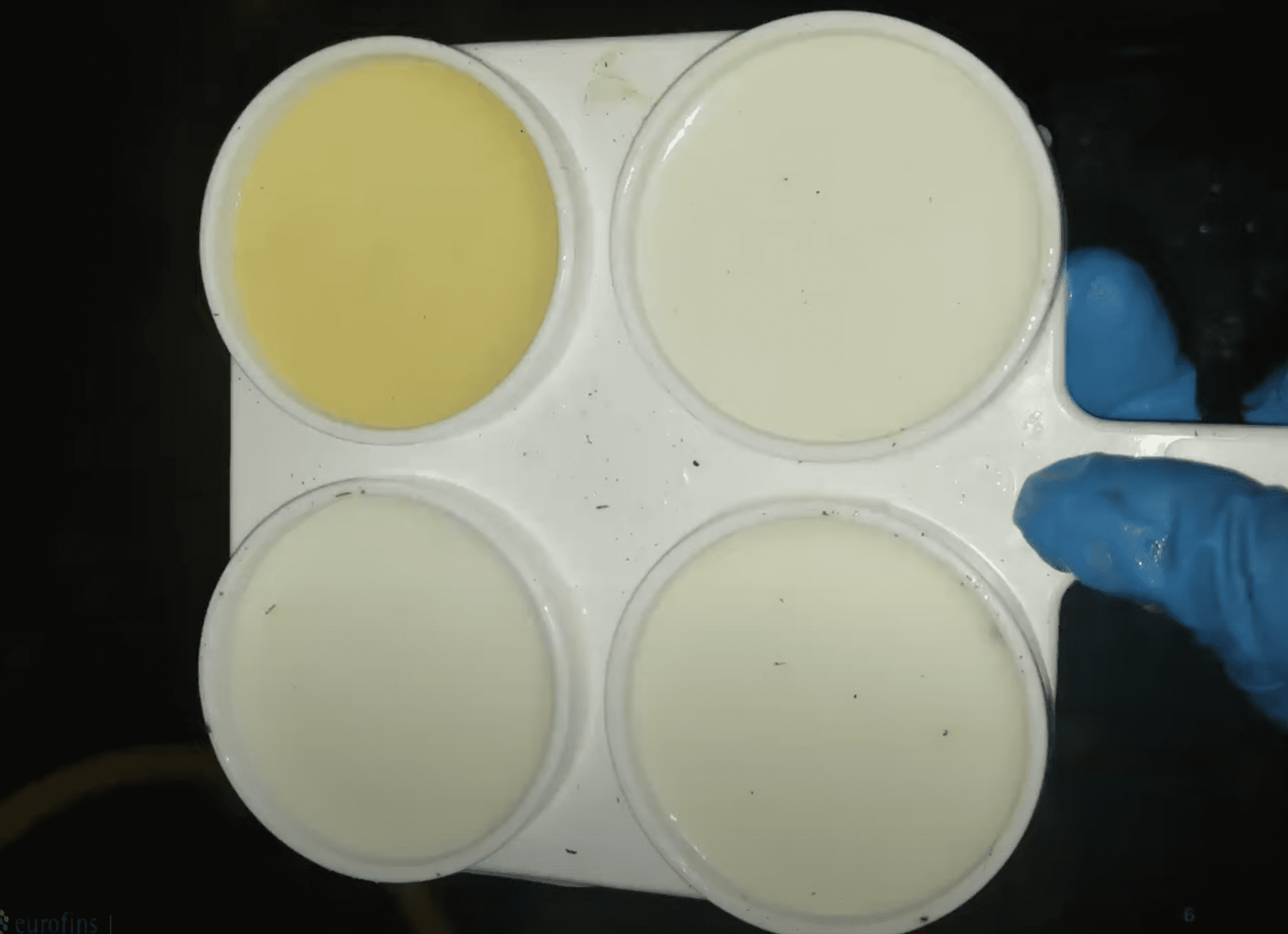 A tej színének elváltozása masztitisz esetén