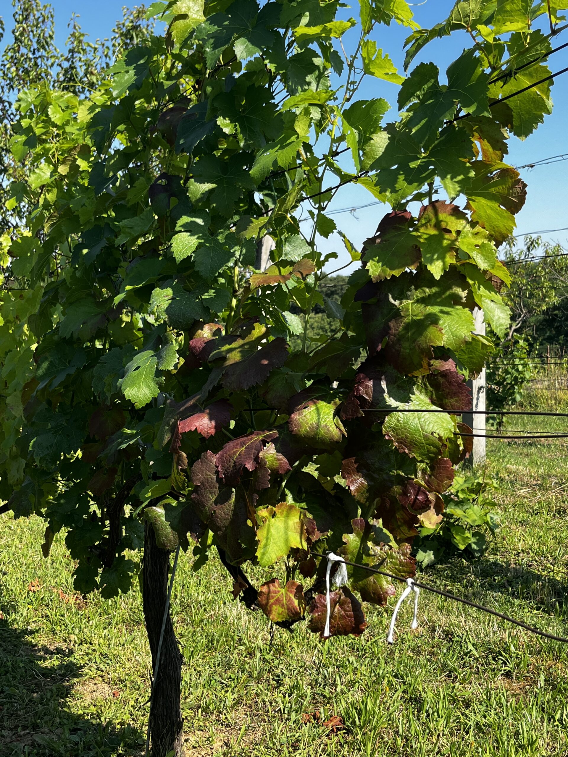 Fitoplazmatünet kékszőlőfajtán