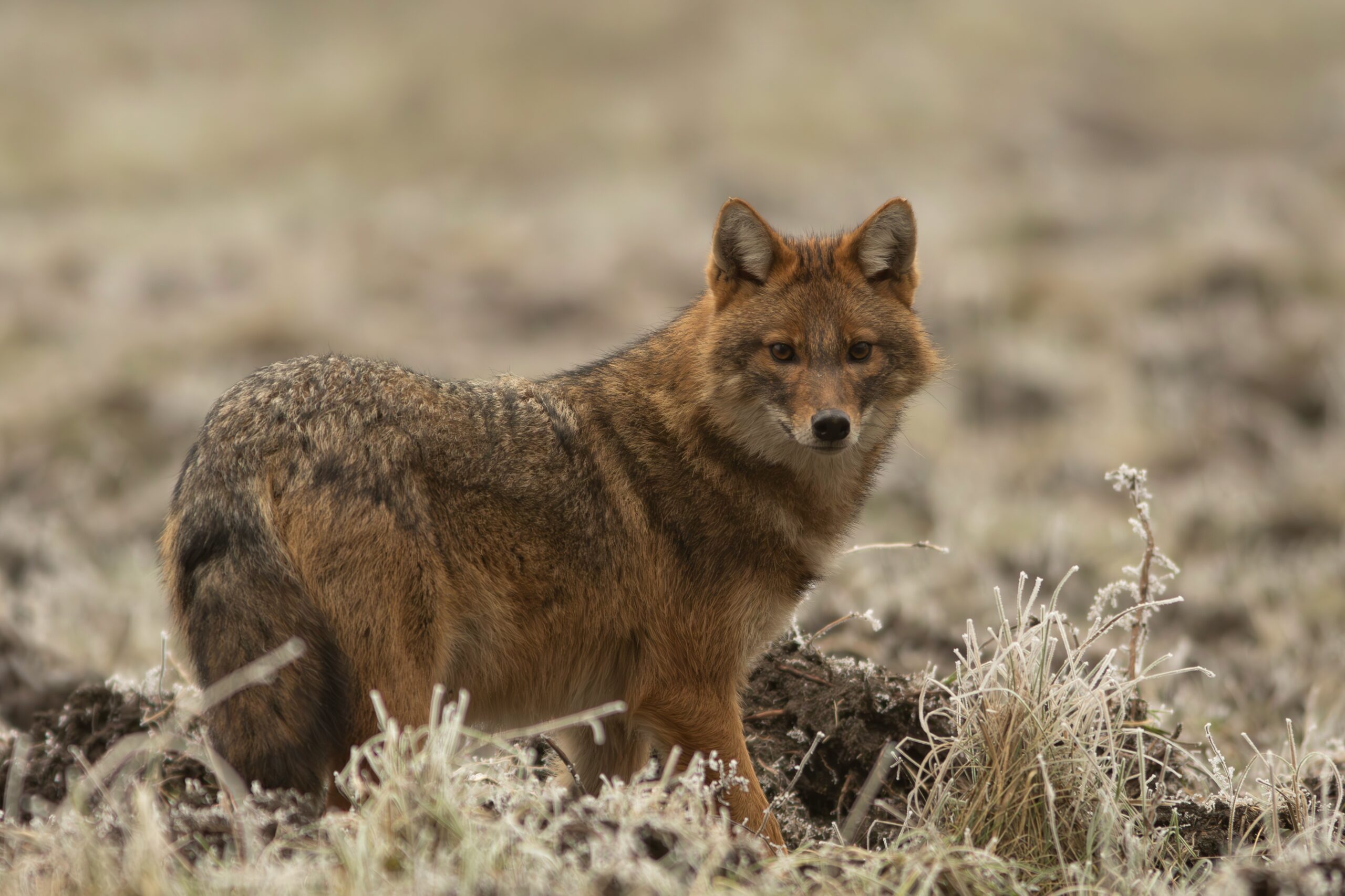 aranysakál egy fotó egy kép egy történet A Mi erdőnk