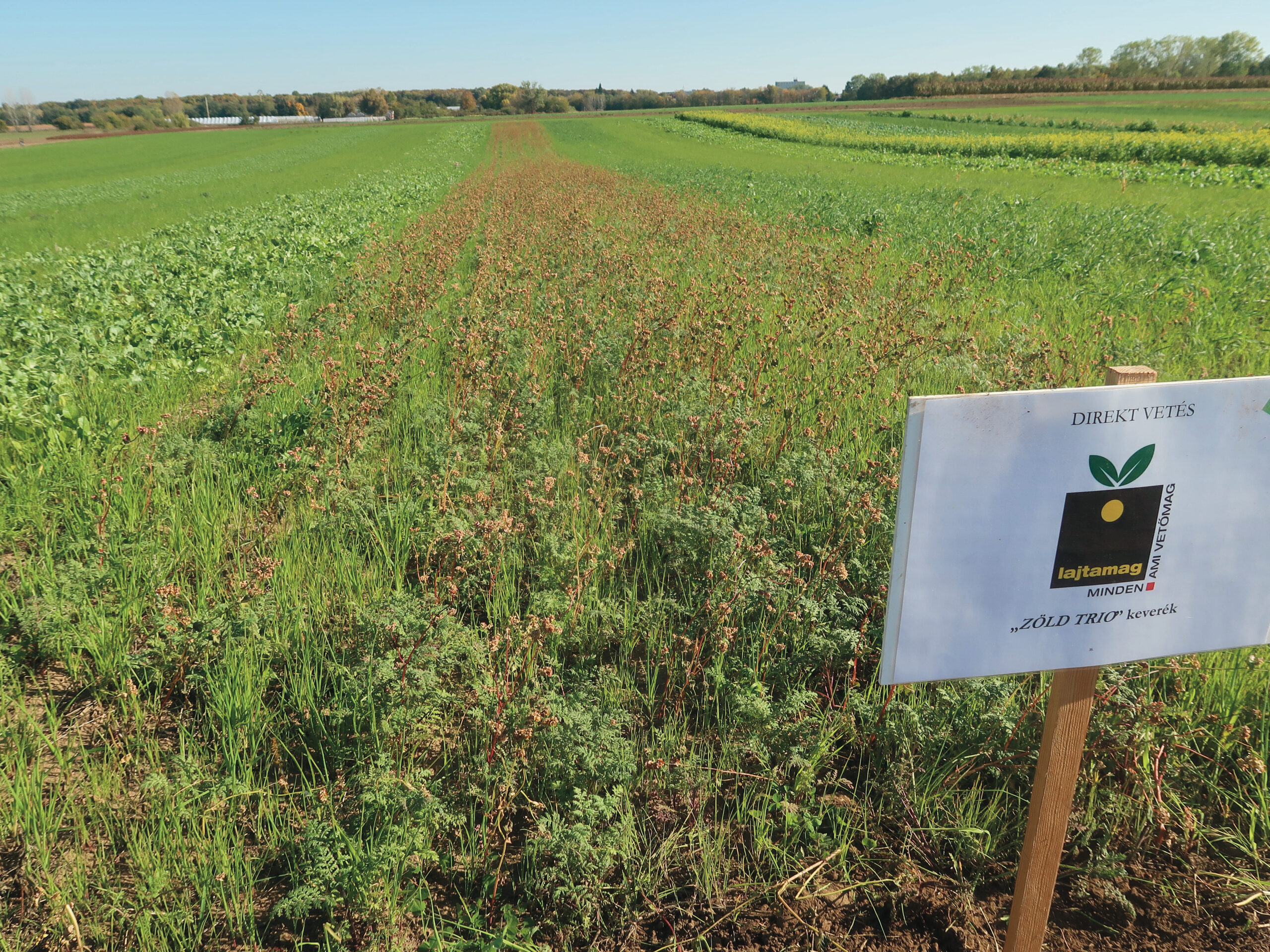 „Zöld trió” keverék