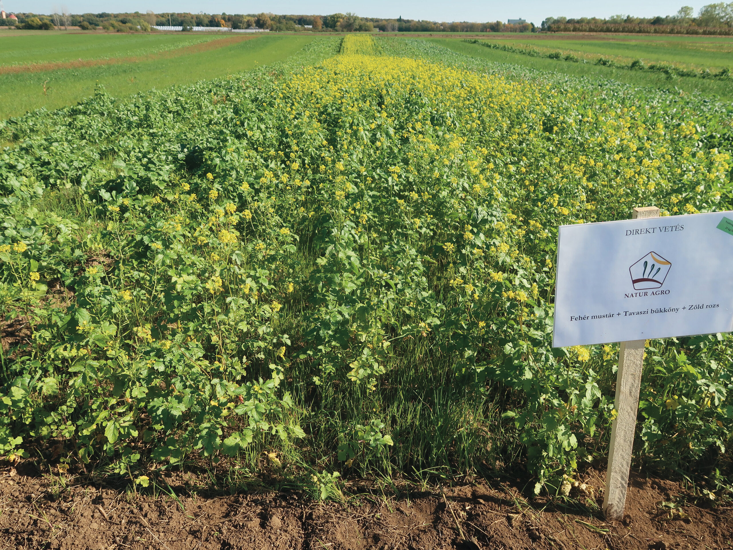 Fehér mustár + tavaszi bükköny+ zöld rozs keverék