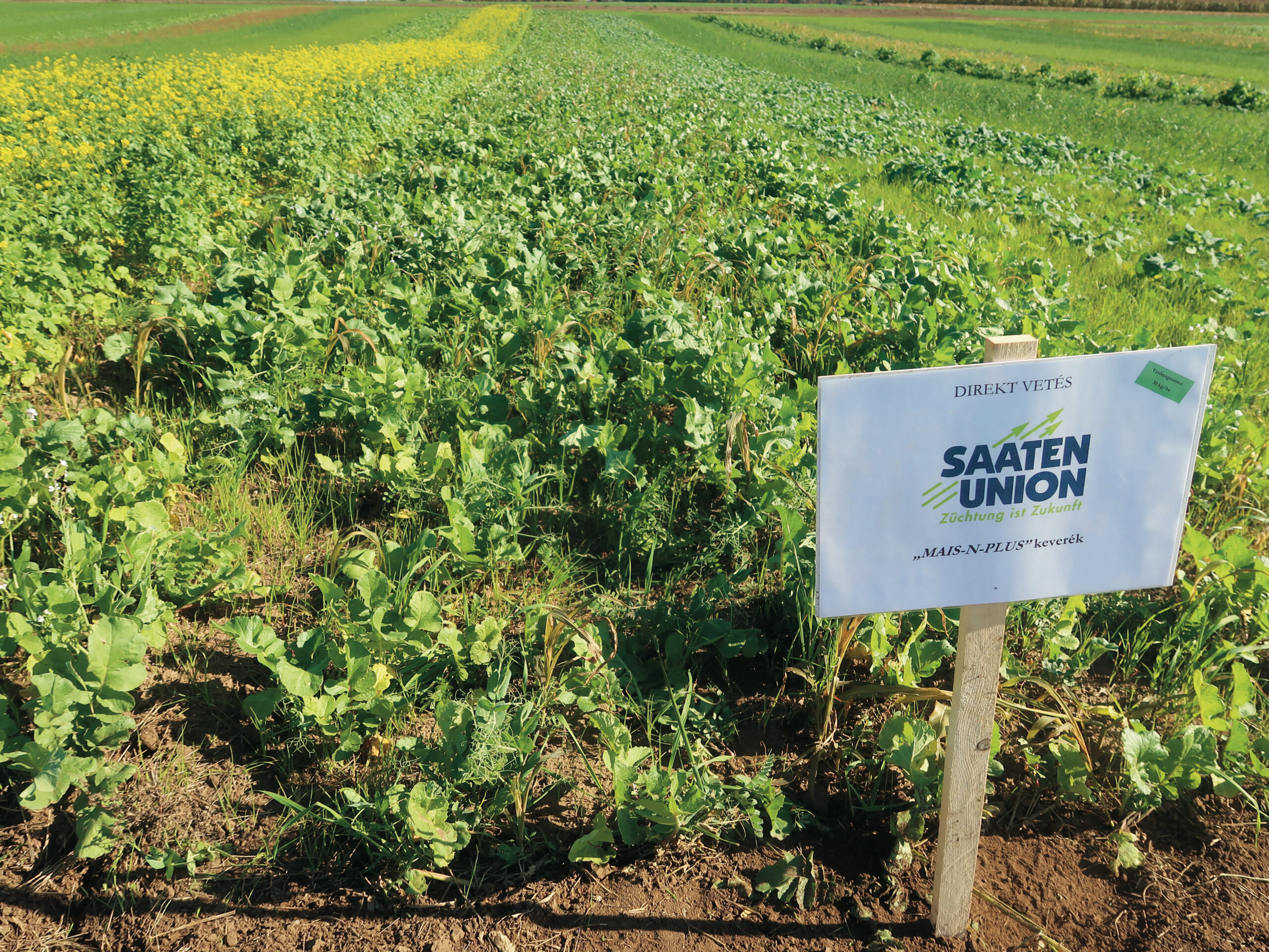 Mais-N-Plusz keverék