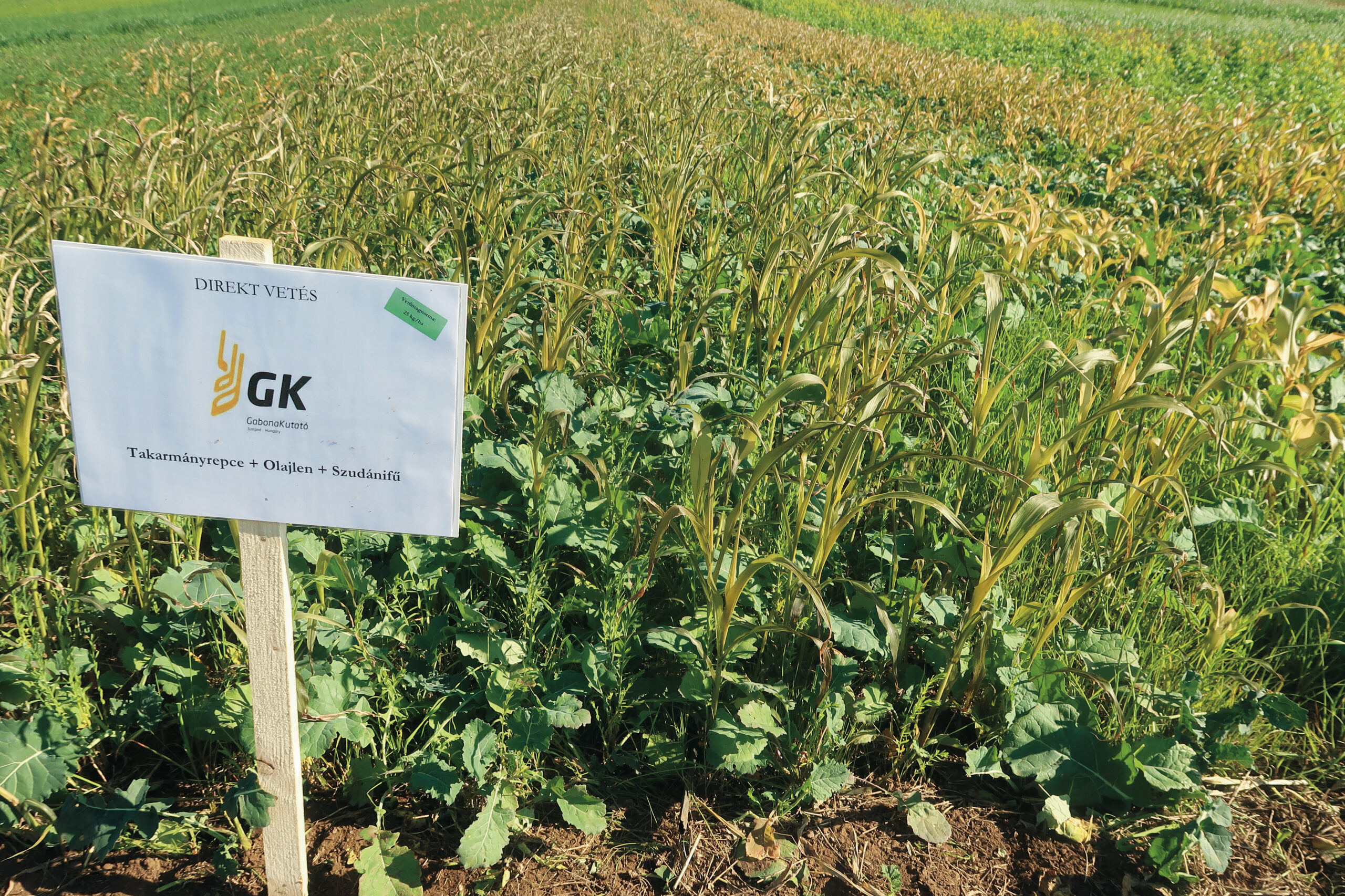 Takarmányrepce + olajlen + szudánifű