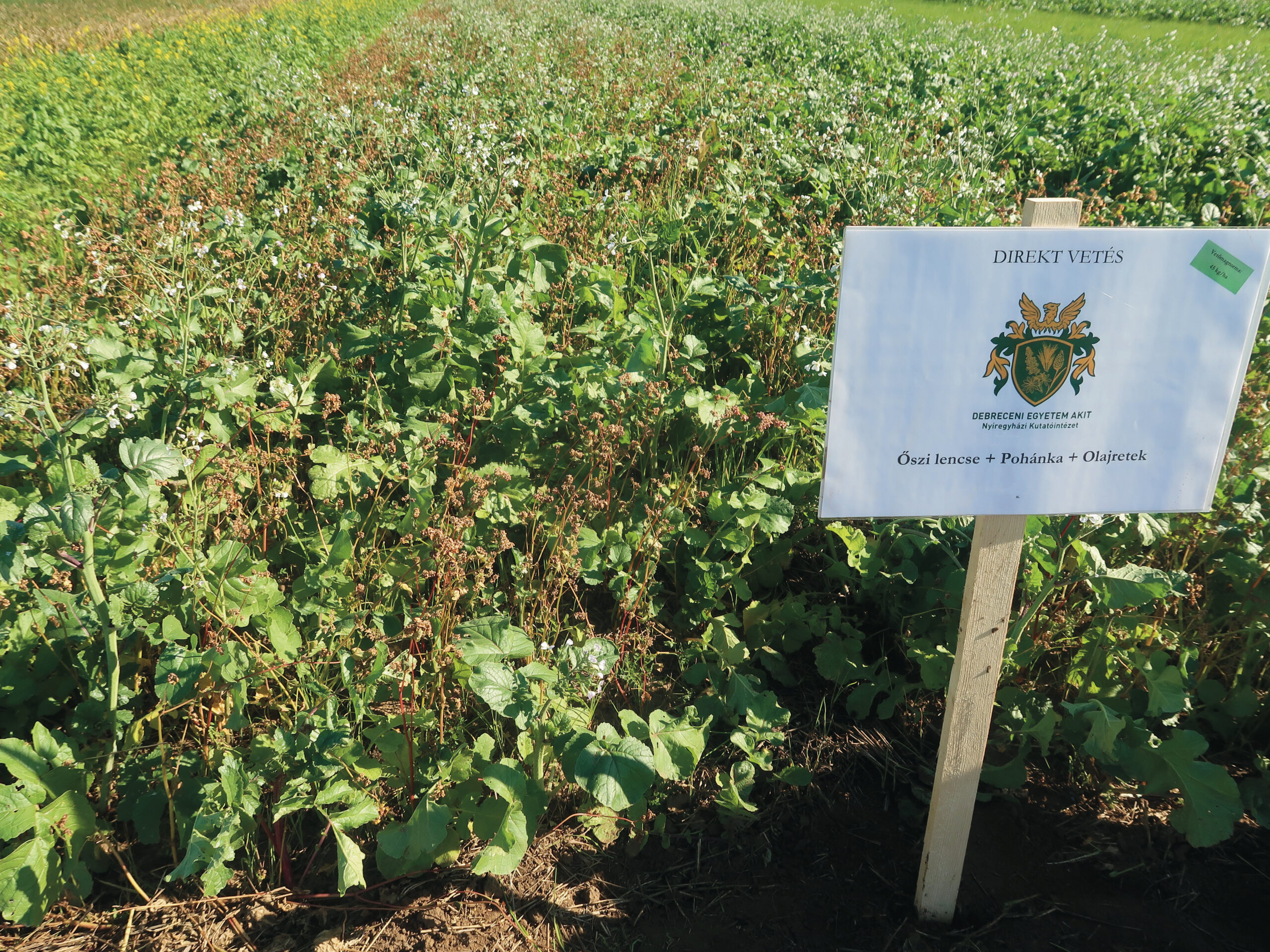 Őszi lencse + pohánka + olajretek keverék