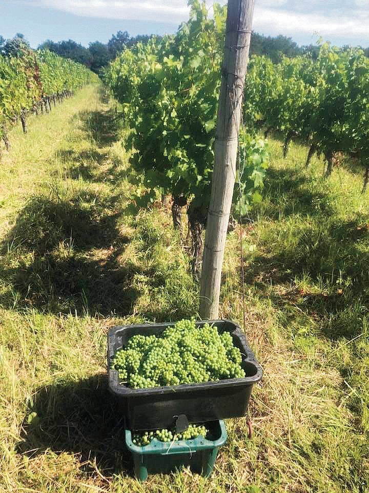 A technológia a szüret megfelelőidőzítésével kezdődik verjus