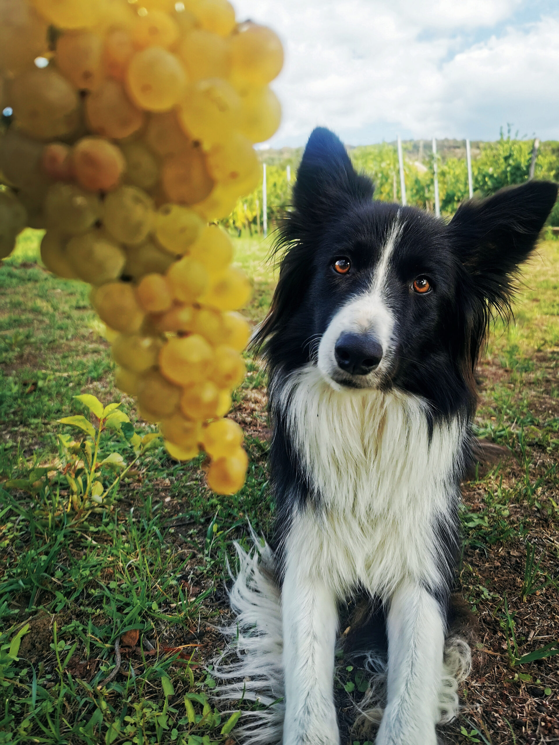 Az idei fürtök sokat ígérnek