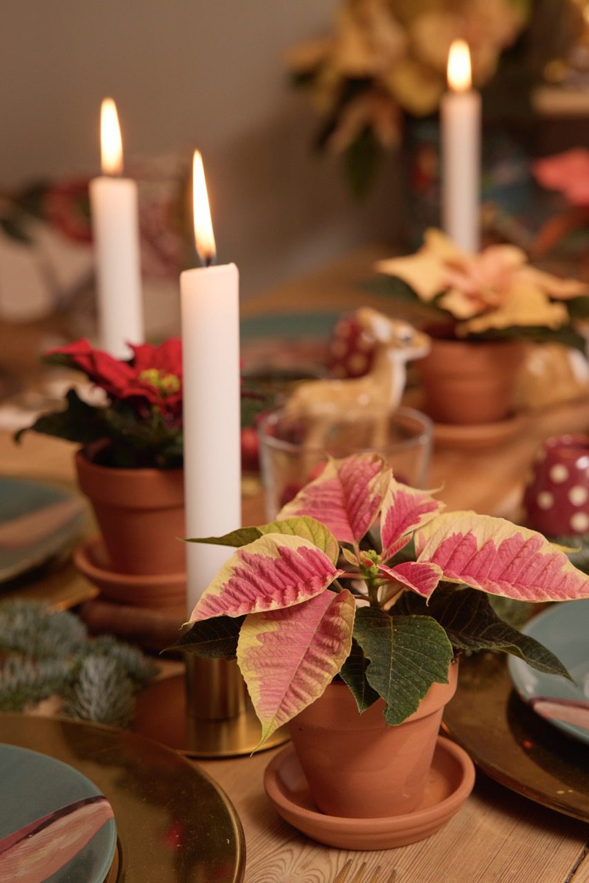 gyertya miklásvirág