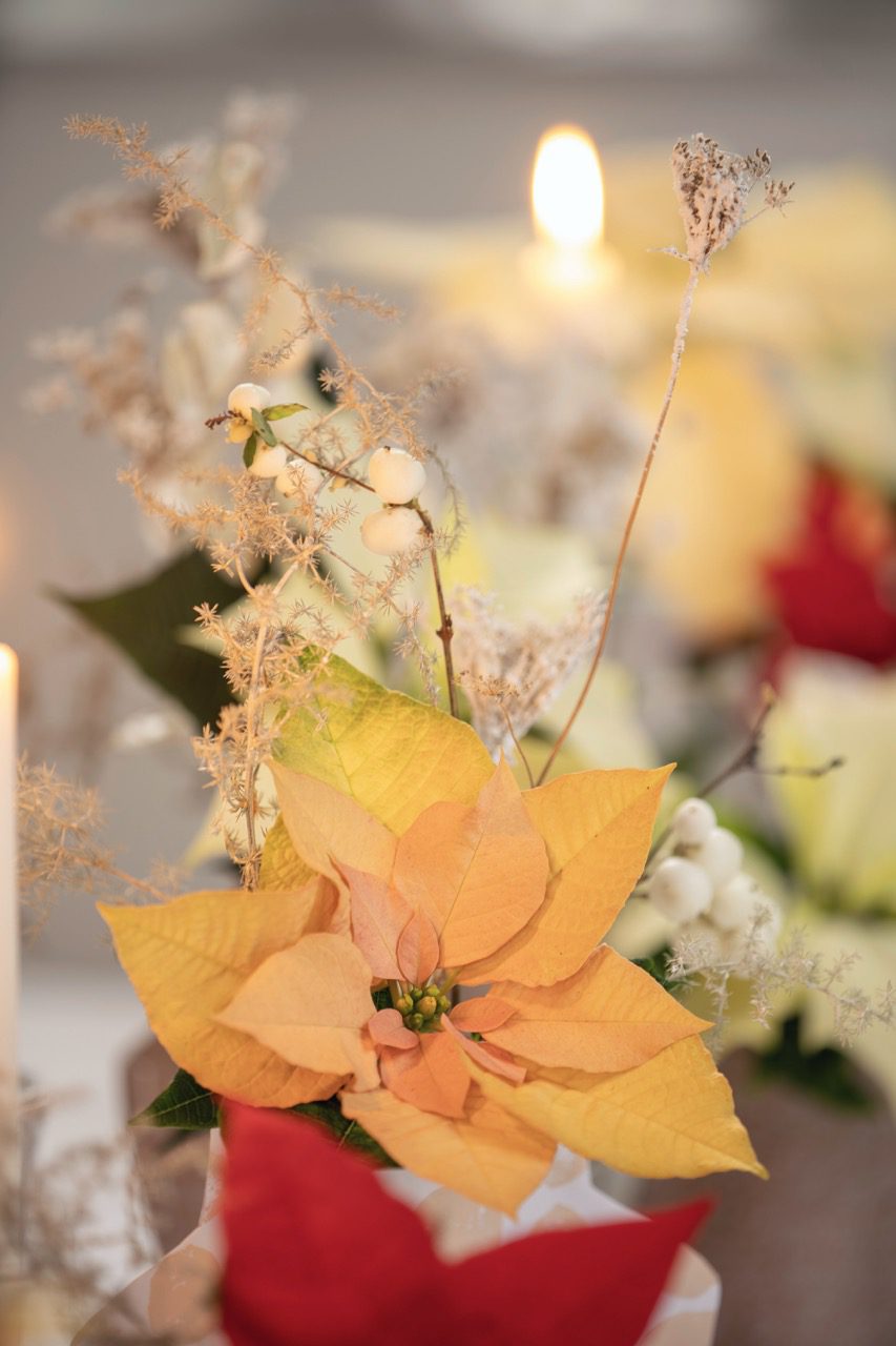 mikulásvirág dekoráció