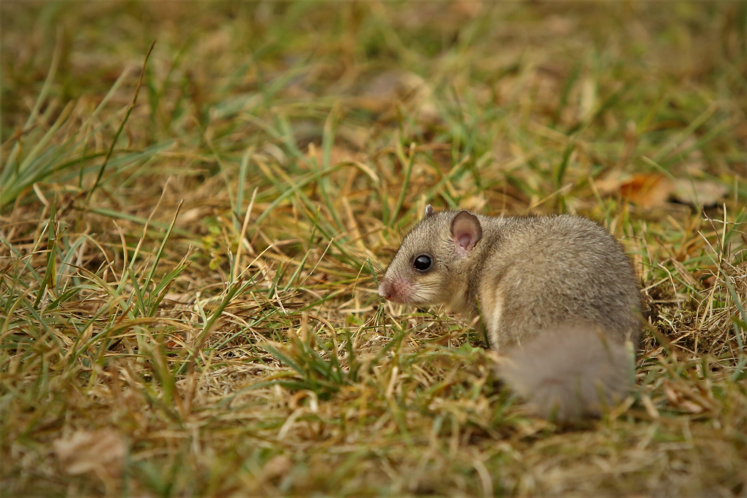 Nagy pele, a télre készülő hétalvó