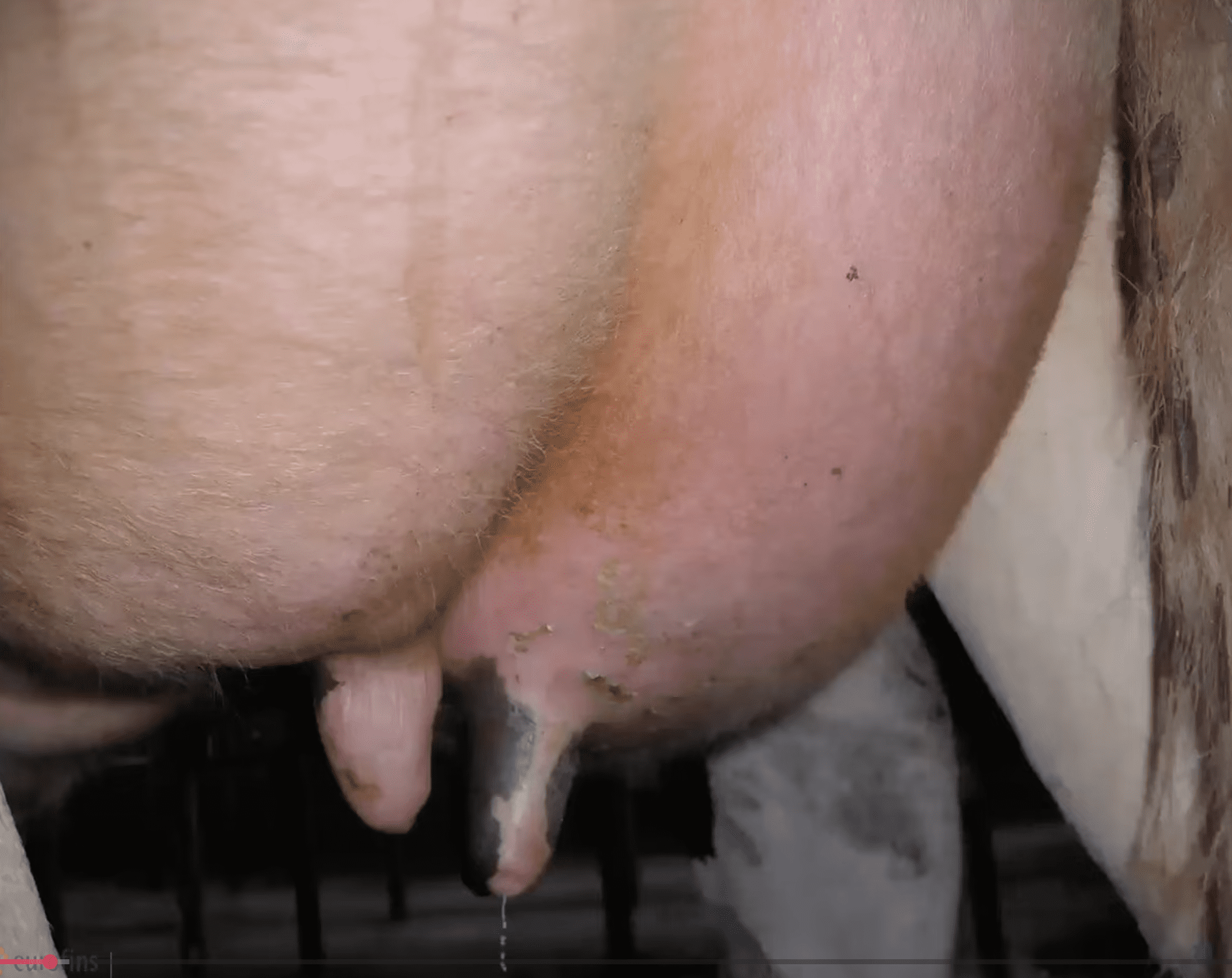 Szennyezett tőgy fejés előtt – a megfelelőelőkészítés hiánya közvetlenül befolyásolja a tej higiéniai minőségét