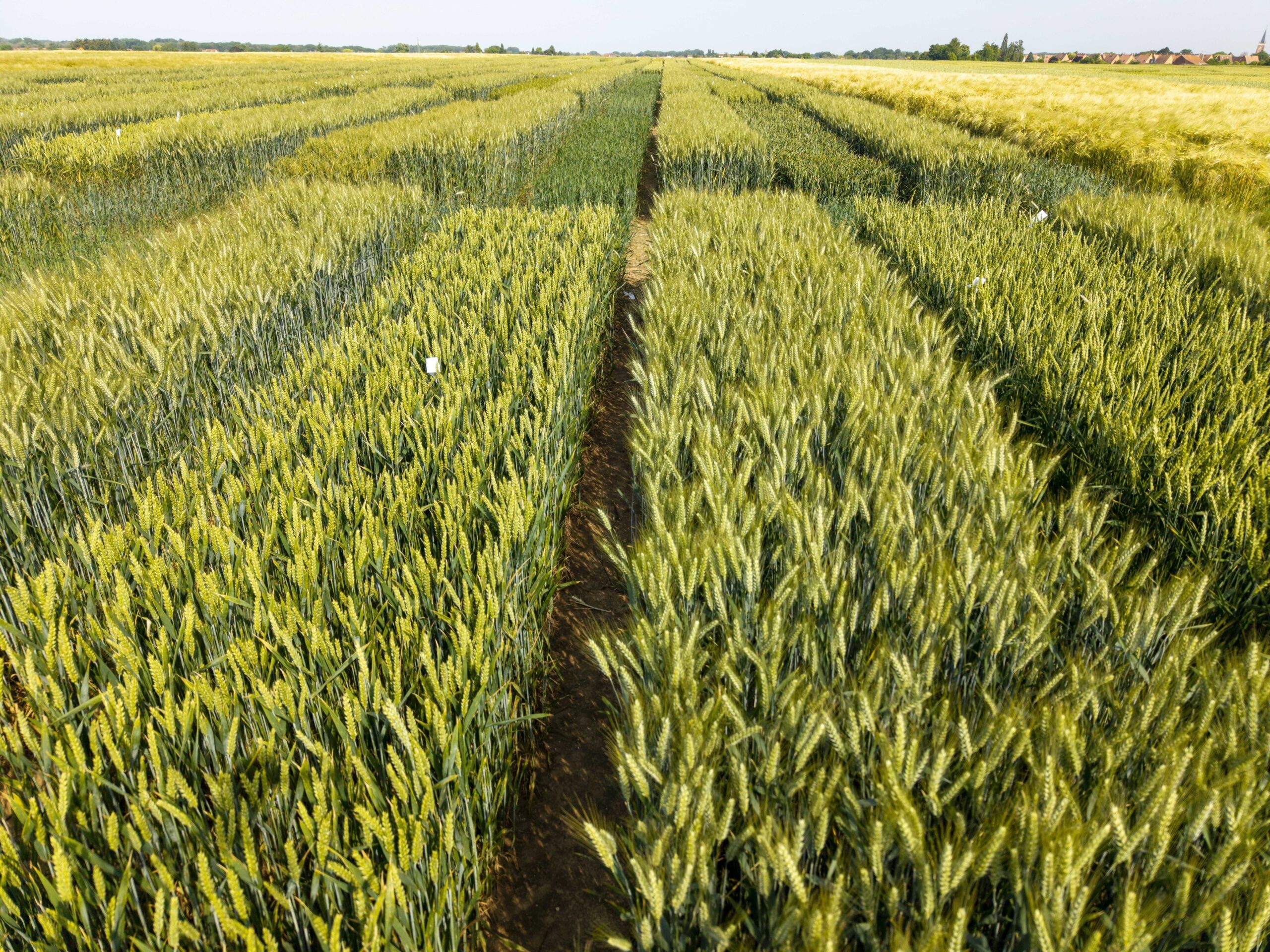 arpa-kiserleti-parcellak