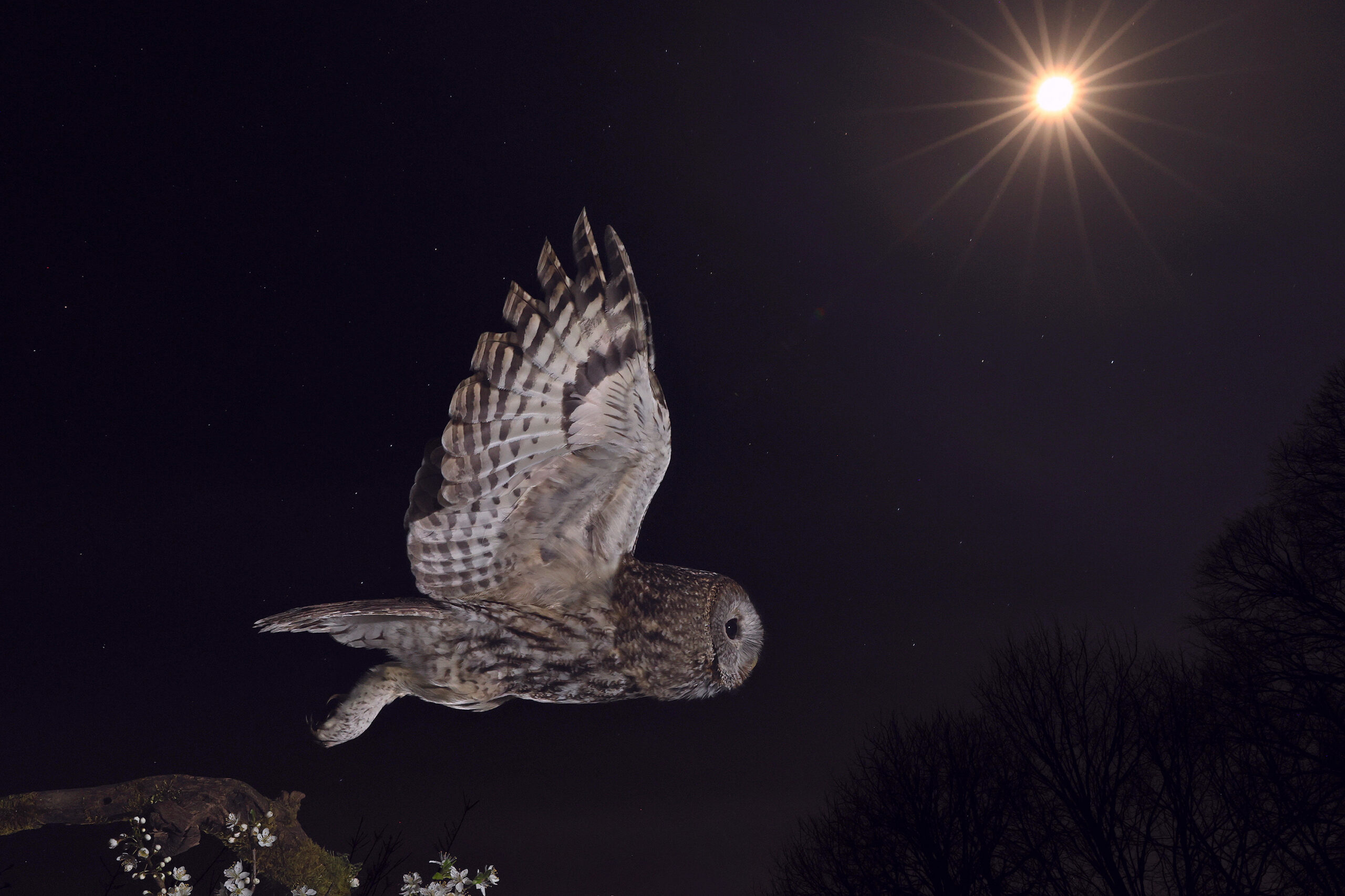 bagoly éjszakai fotó