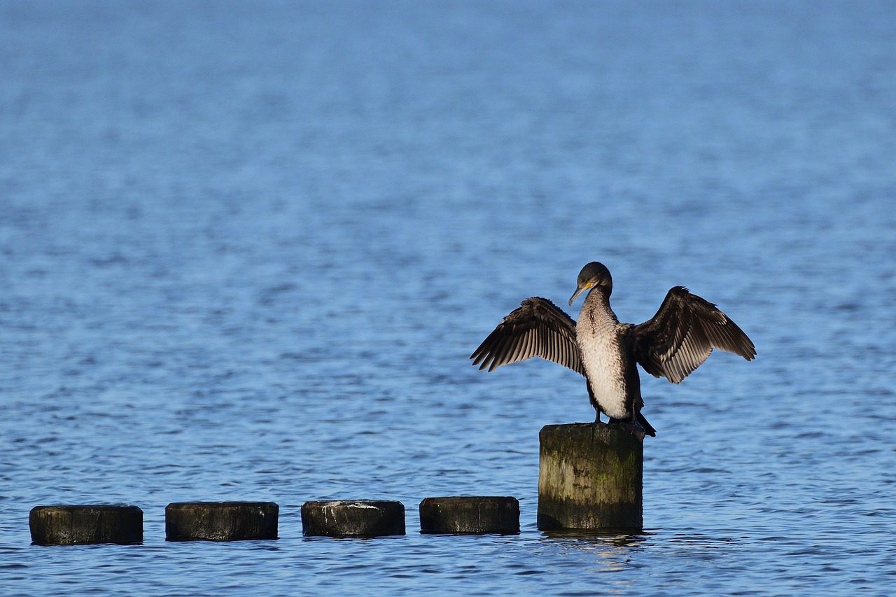 Kormorán Balti-tenger