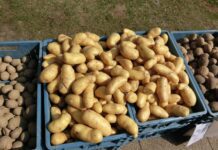 burgonya tárolás posztharveszt