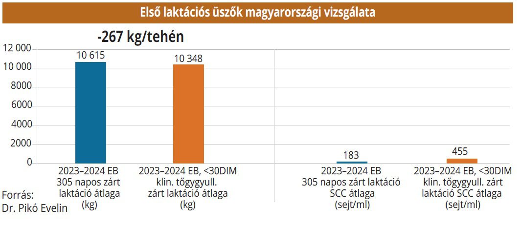 elso_laktacios_uszok