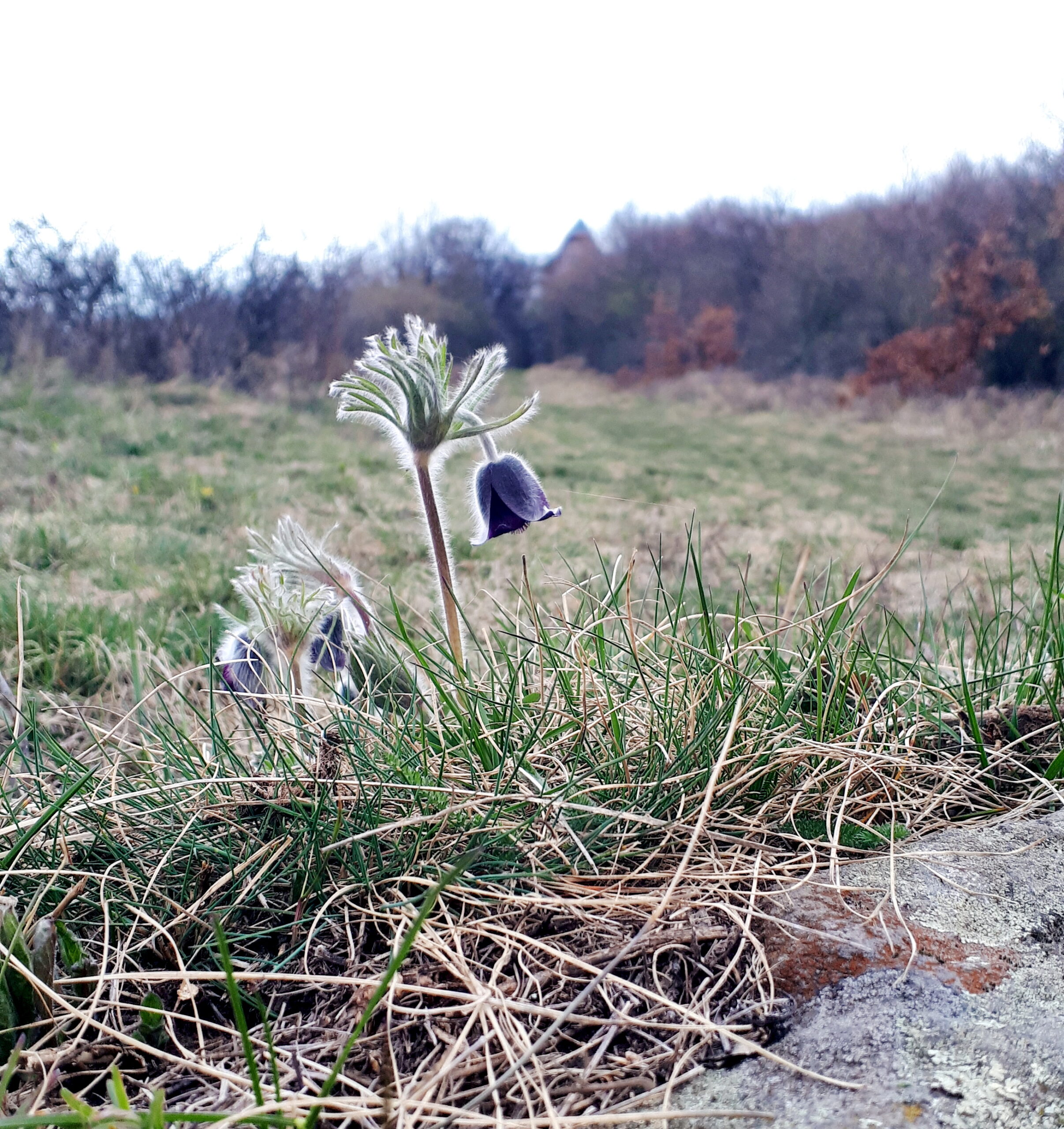 A Csirke-hegyen sok különleges növényfaj él, köztük a fekete kököcsin